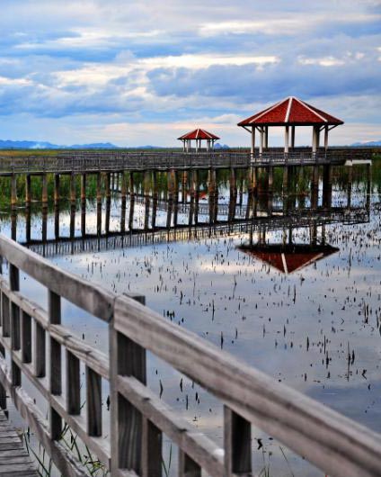 wooden-bridge-wetlands-800x600.jpg